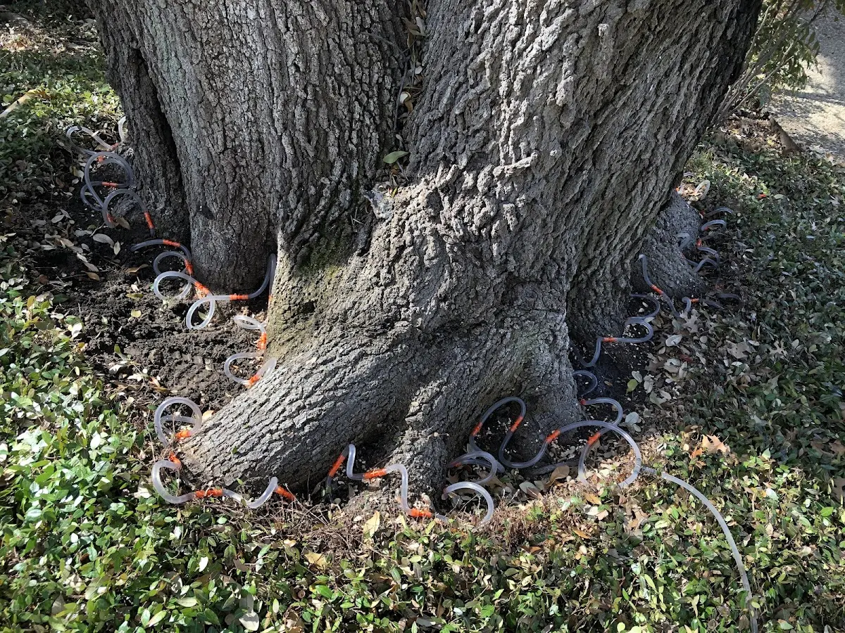 Detailed Tree Cabling and Bracing job site in Brewer
