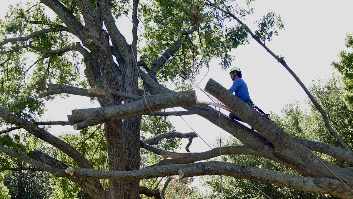 Professional Hazardous Tree Removal performed by certified arborists in Brewer