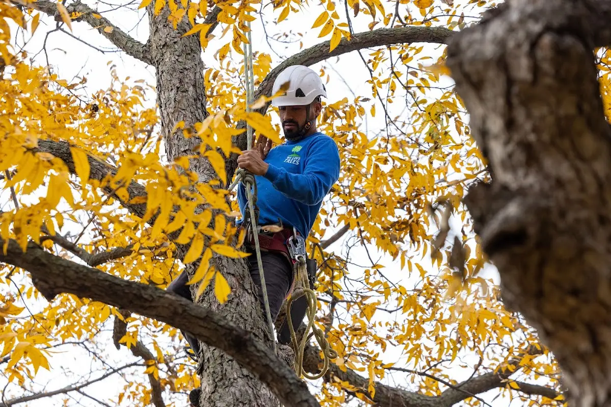 Skilled Tree Pruning crew working in Brewer